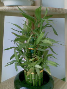 除了竹子，还有哪些植物长得像竹子