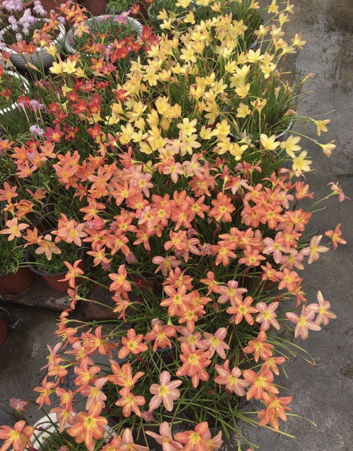 太阳花：阳光下的坚强舞者