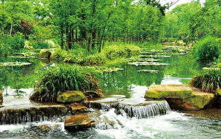 惯与水生植物的奇妙旅程