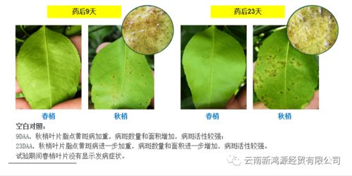 剂型突破：耐光解技术革新