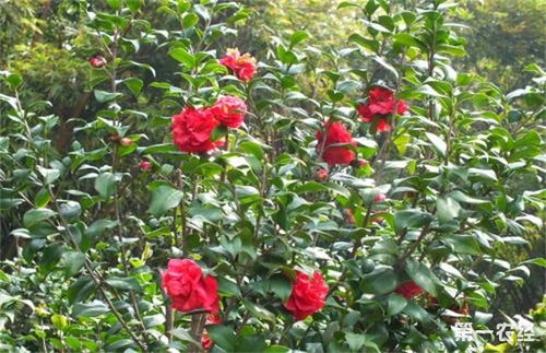 茶花养殖时土壤温度、浇水和施肥应注意哪些细节