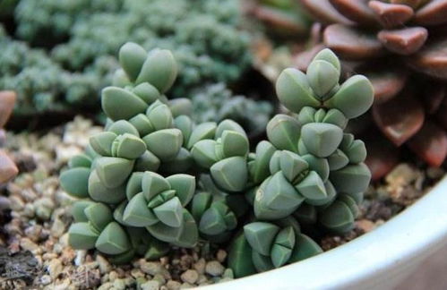 土壤大揭秘：透气排水是关键