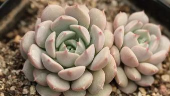 养分充足，开花有保障