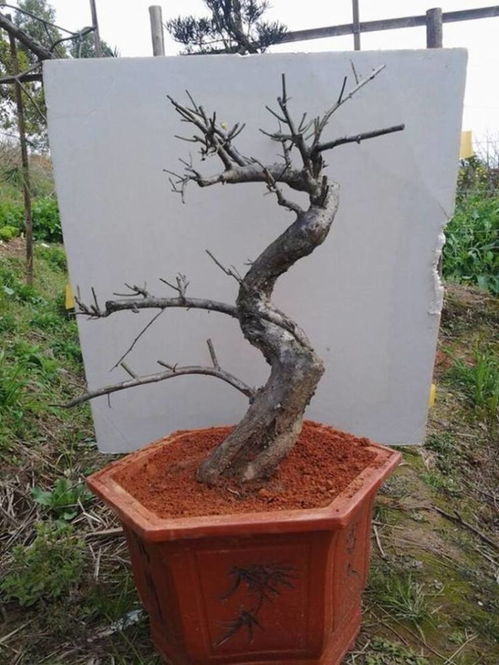 原生梅花VS嫁接梅花：庭院种植的选择难题