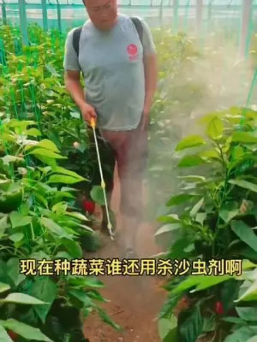 三、 蔬菜种植的技巧