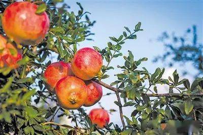 石榴花与石榴树的不同之处