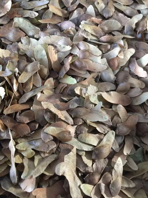 元宝枫种子播种的黄金时机大揭秘！