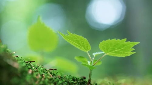 碎蛋壳提升幼苗茎秆粗壮度