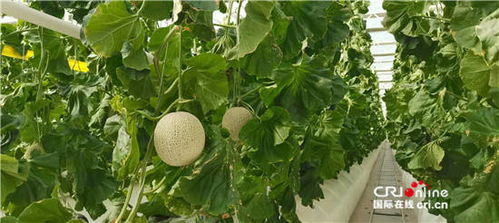 新疆种植选品难题多，四类作物增收30%避坑指南来啦！