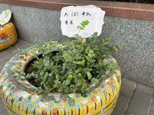 桑叶牡丹幼苗修剪：保留主干