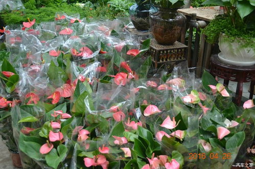 寻花问柳，花篮何在？