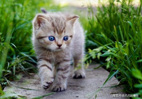 猫咪误食农药：一场生死较量