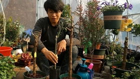 月季枝条为何能嫁接石榴？
