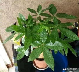 木本花叶发蔫，浇水过多是吗