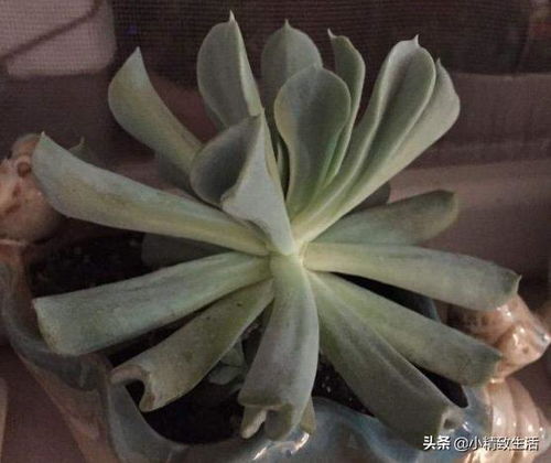 红炎辉， 热情似火