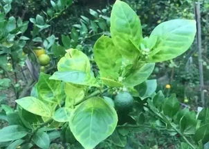 专心专业解决果农困扰