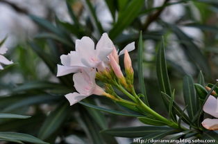 热带海洋气候的草花们