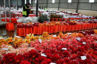 昆明鲜花市场，核心品种一网打尽