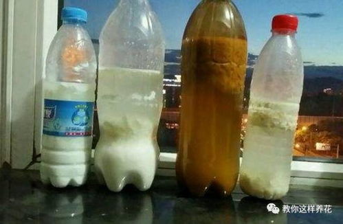 使用丙环唑的注意事项