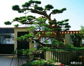 功嫩性强， 观赏价值高