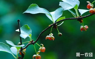 五味子的春天播种的艺术