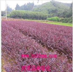 长沙县苗木市场， 湖南苗木产业的标杆