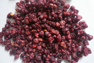 秋季种植五味子：是不是个好主意？