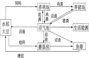 刺沙蓬：探其生物特性、生态益处与农业风险