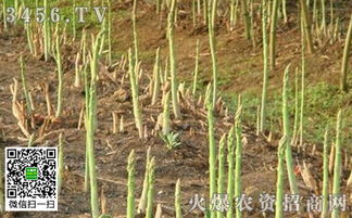 棉花龙葵清除草剂在芦笋田除草效果如何？与其他除草方法相比有哪些优势？