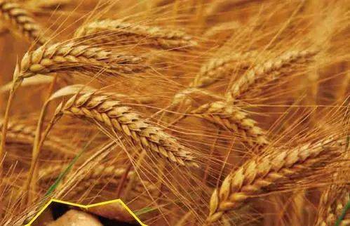 麦子铁锈病这玩意儿真麻烦， 得赶紧想办法