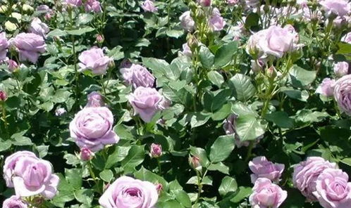 蓝色风暴月季的独特枝条色彩