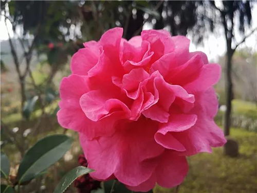 山茶花：大自然的馈赠