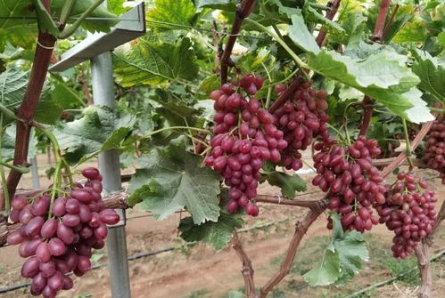 葡萄园惨剧：用错浓度， 30亩葡萄园险些绝收