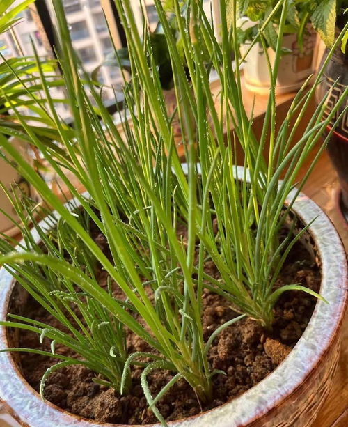 阳台种植小葱种子，如何管理才能长得旺盛