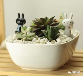 如何设计多肉植物拼盘？搭配技巧让你拼出美美多肉大拼盘！