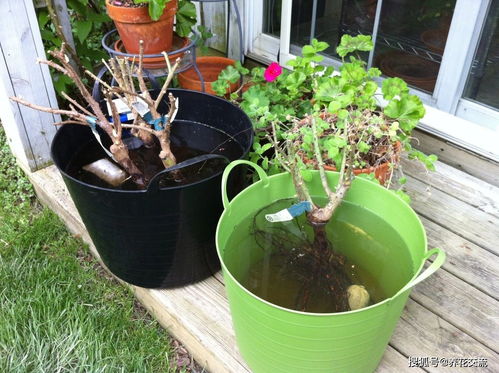 南阳月季的盛名