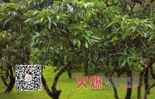 直接使用乐果农药的后果