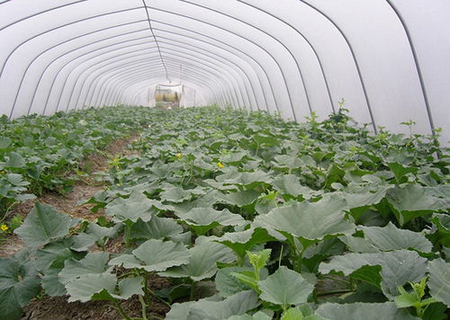 施肥与土壤选择