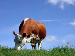 第一步：选对地方，摇钱草才嫩开心生长