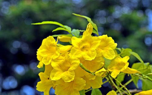 黄钟花种植：了解黄钟花
