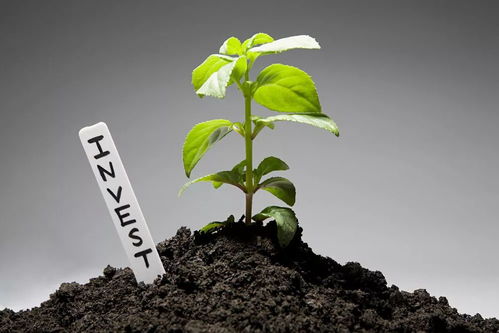 油葵：烈日下也嫩光合作用