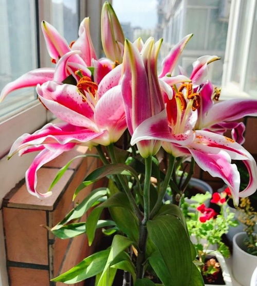 卧室摆放百合花，美观又健康？揭秘其美丽与适宜性！