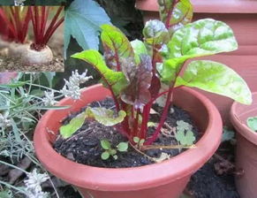 种植技巧， 你get了吗