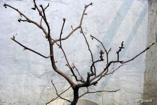银柳发芽后如何进行科学养护和管理