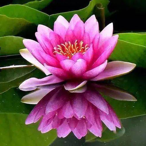 重庆张女士的教训：光照对花形的影响