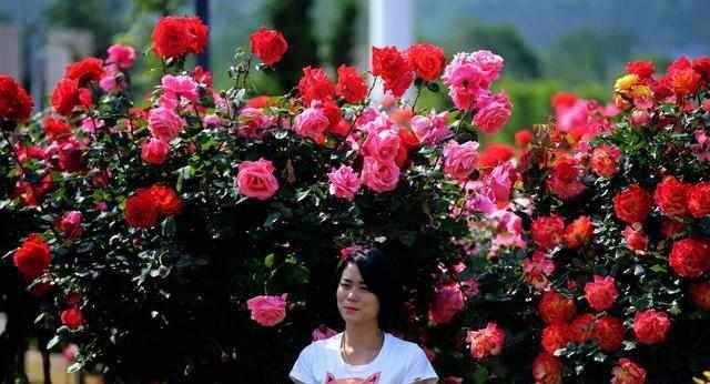 月季花海， 美不胜收