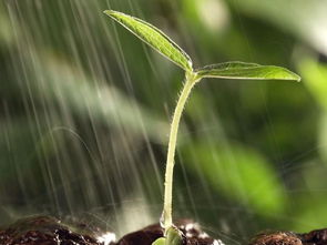 园林苗木生长的水分奥秘