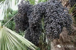 棕榈种子不只是种树