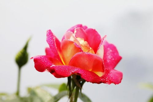 月季花秋冬施肥全攻略：如何让花朵绽放得geng加美丽？
