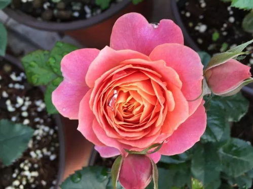 品种简介：荷兰培育， 茶香四溢